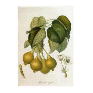 Postcard Birnen Muscat Royal