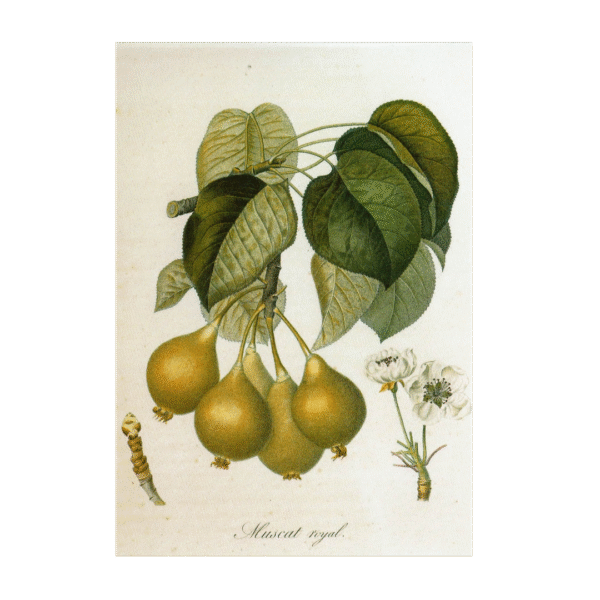 Postcard Birnen Muscat Royal