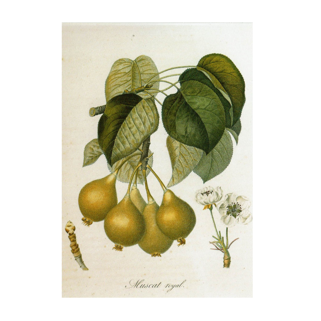 Postcard Birnen Muscat Royal