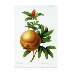 Postcard Granatapfel