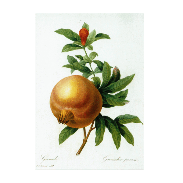 Postcard Granatapfel