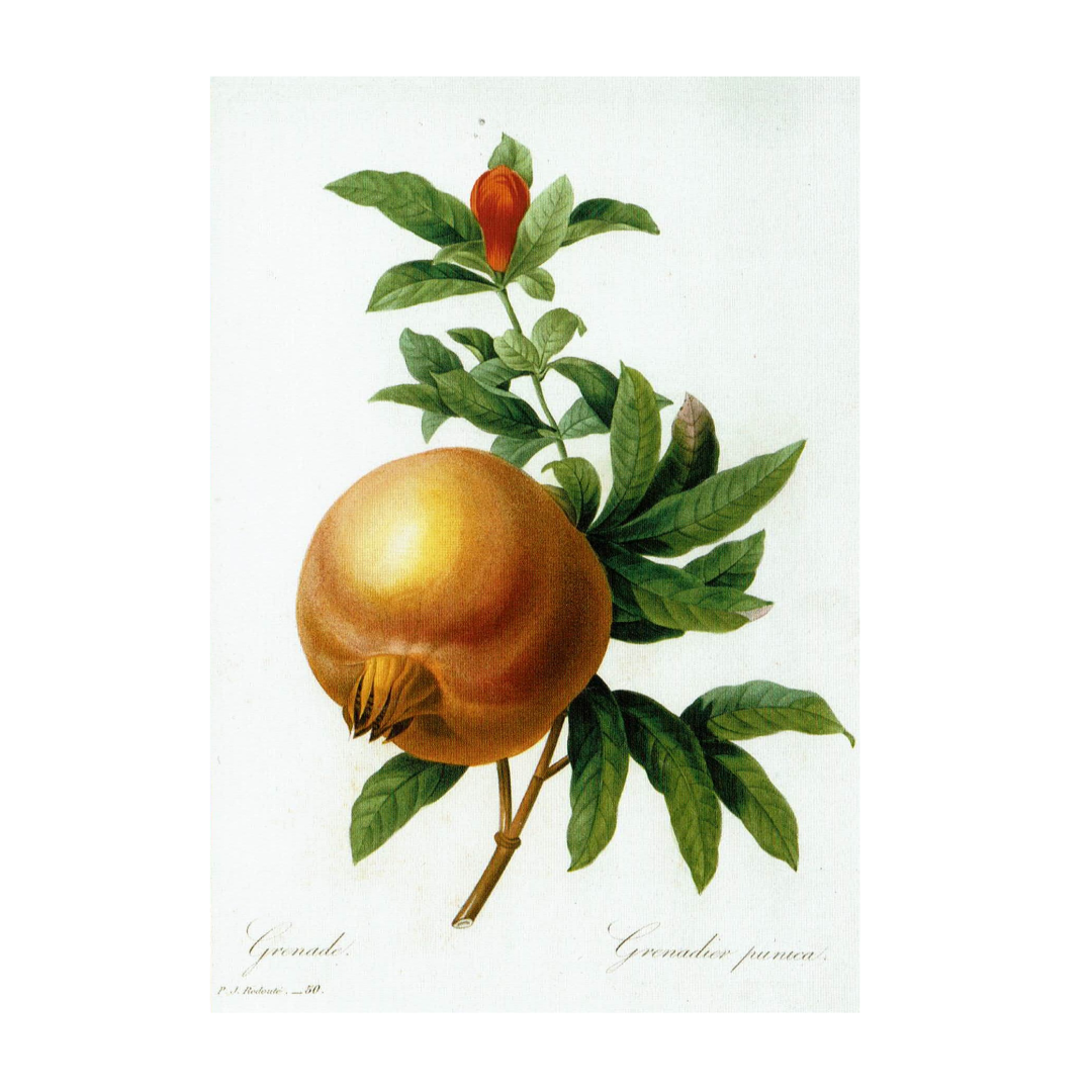 Postcard Granatapfel