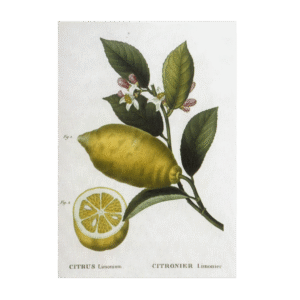 Postcard Zitrone