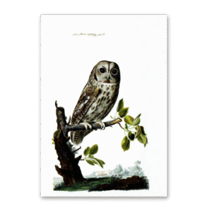 Postcard Owls, Johann Friedrich Naumann