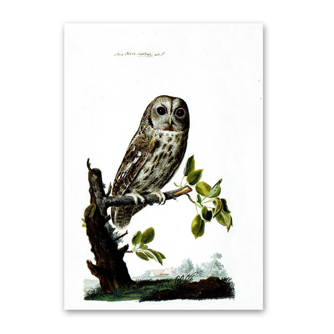 Postcard Owls, Johann Friedrich Naumann