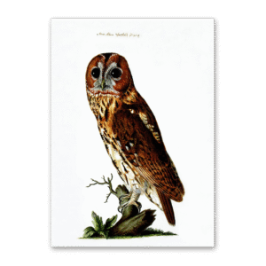 Postcard Owls, Johann Friedrich Naumann