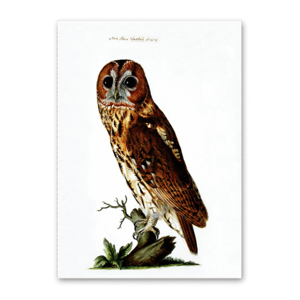 Postcard Owls, Johann Friedrich Naumann