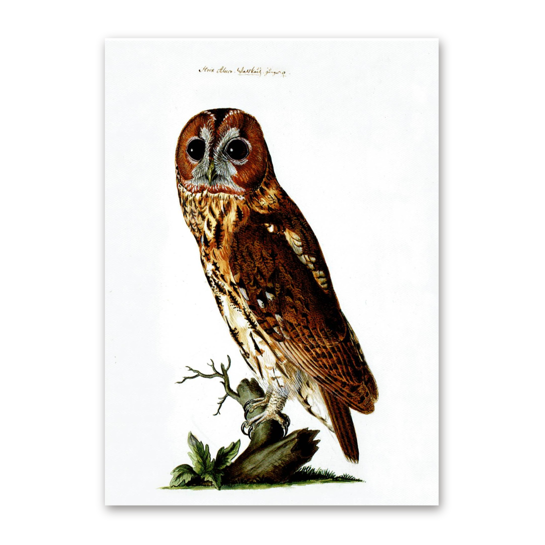 Postcard Owls, Johann Friedrich Naumann