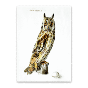 Postcard Owls, Johann Friedrich Naumann