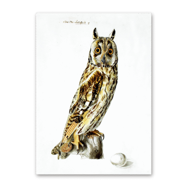 Postcard Owls, Johann Friedrich Naumann