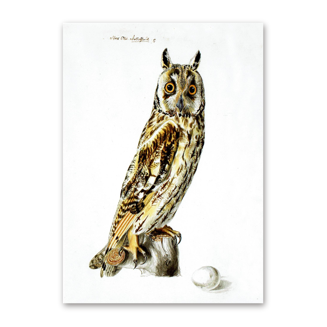 Postcard Owls, Johann Friedrich Naumann
