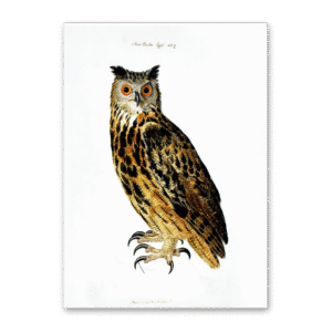 Postcard Owls, Johann Friedrich Naumann