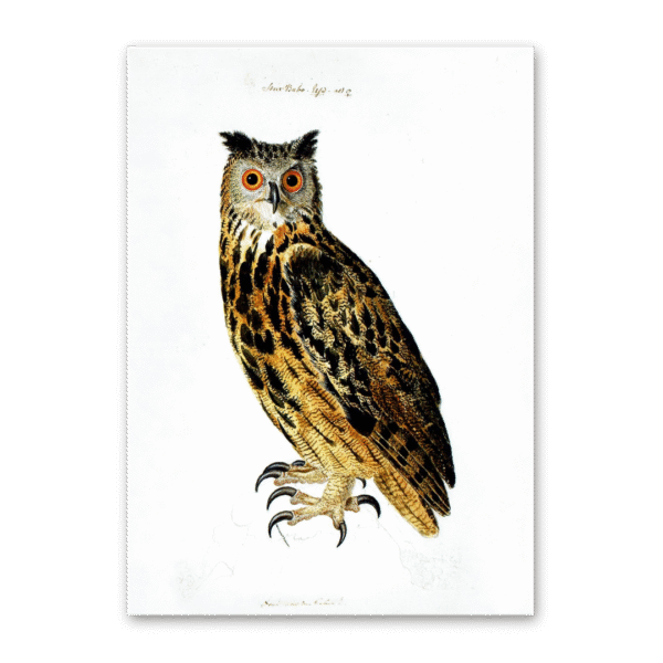 Postcard Owls, Johann Friedrich Naumann
