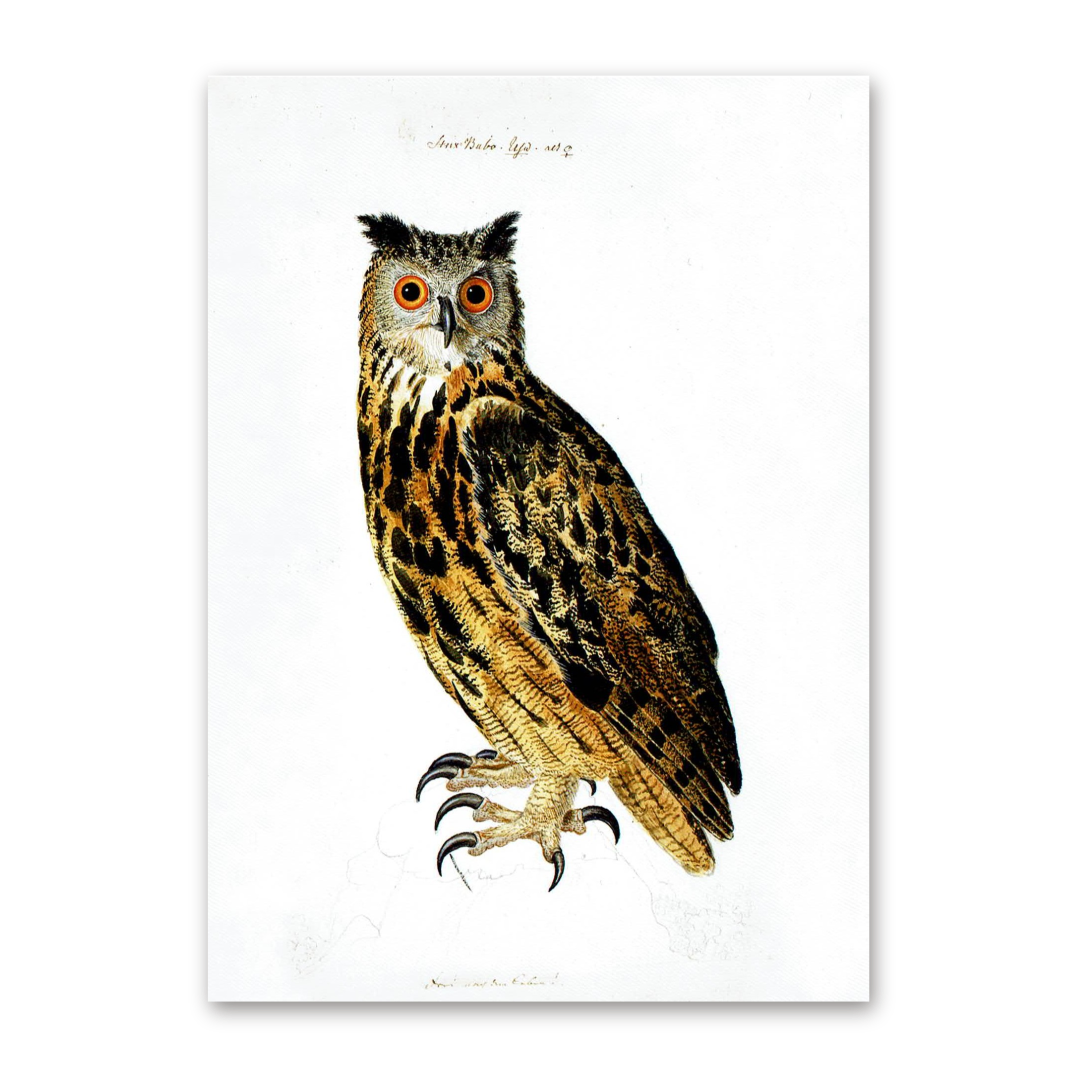 Postcard Owls, Johann Friedrich Naumann