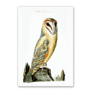 Postcard Owls, Johann Friedrich Naumann