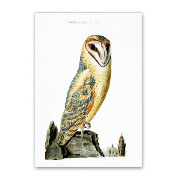 Postcard Owls, Johann Friedrich Naumann