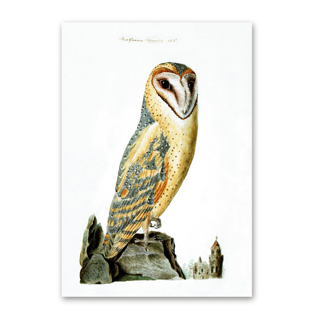 Postcard Owls, Johann Friedrich Naumann