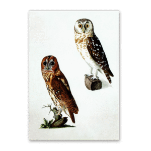 Postcard Owls, Johann Friedrich Naumann
