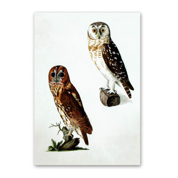 Postcard Owls, Johann Friedrich Naumann