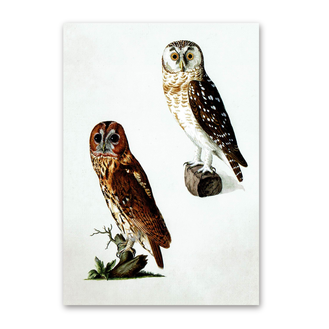 Postcard Owls, Johann Friedrich Naumann