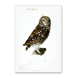 Postcard Owls, Johann Friedrich Naumann