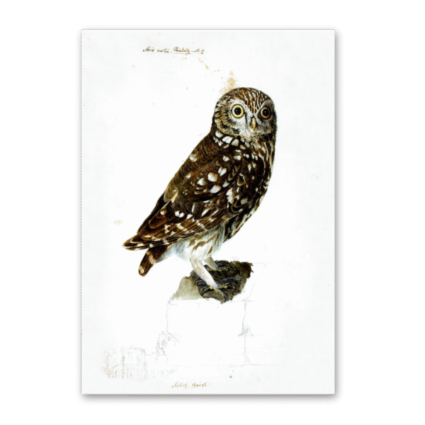 Postcard Owls, Johann Friedrich Naumann