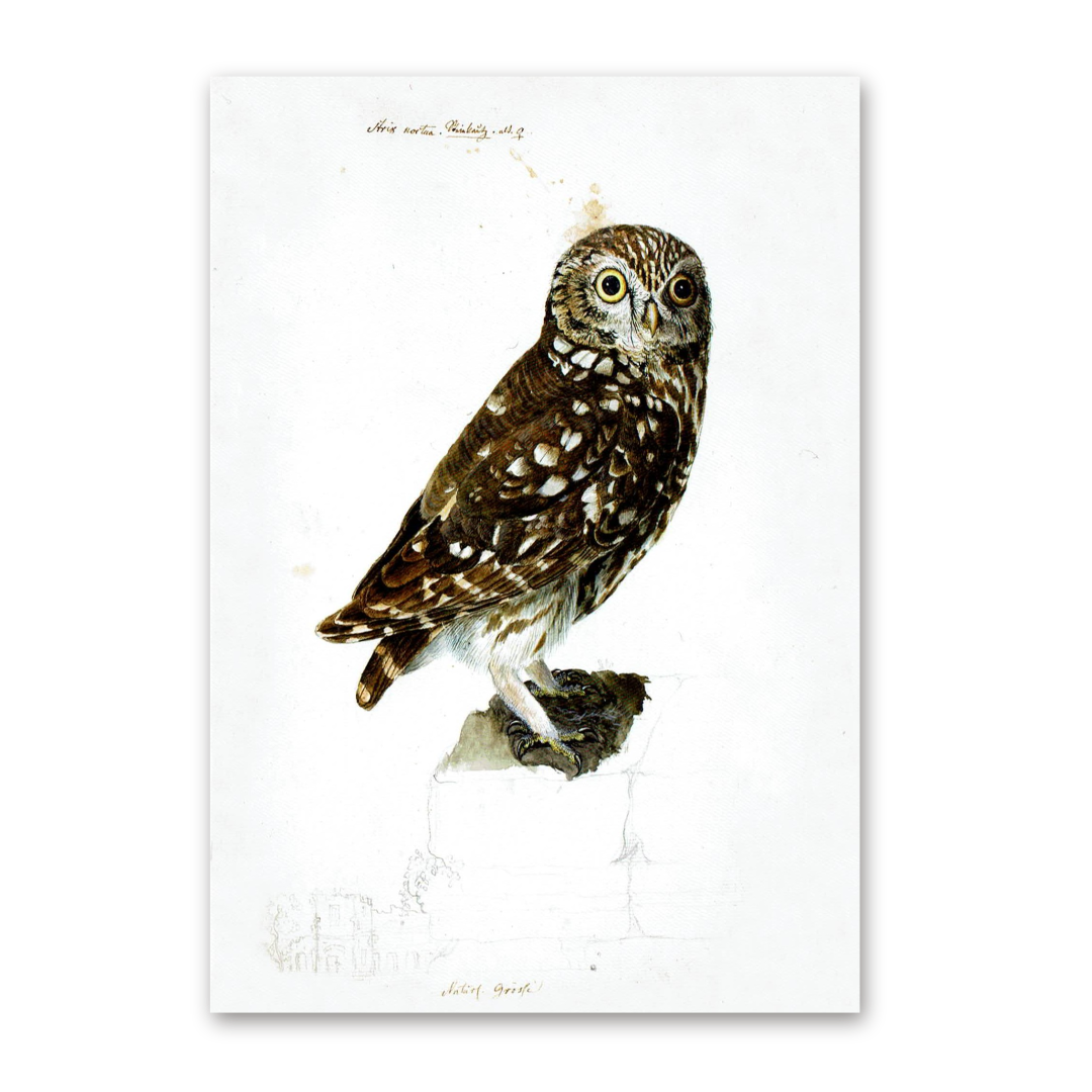 Postcard Owls, Johann Friedrich Naumann