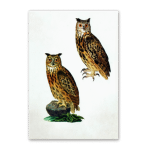 Postcard Owls, Johann Friedrich Naumann