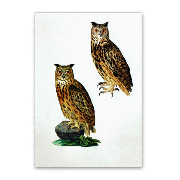 Postcard Owls, Johann Friedrich Naumann