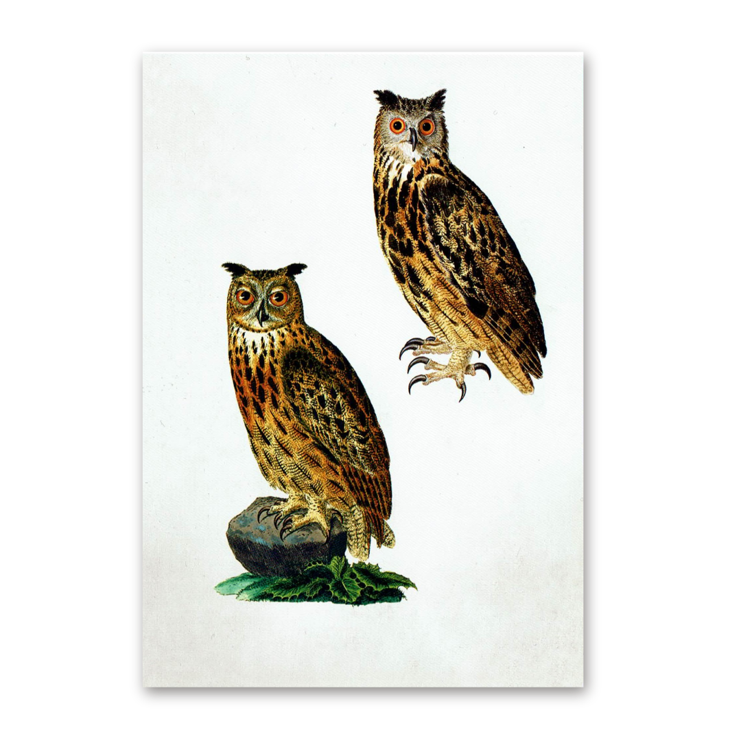 Postcard Owls, Johann Friedrich Naumann