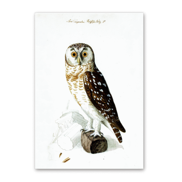 Postcard Owls, Johann Friedrich Naumann