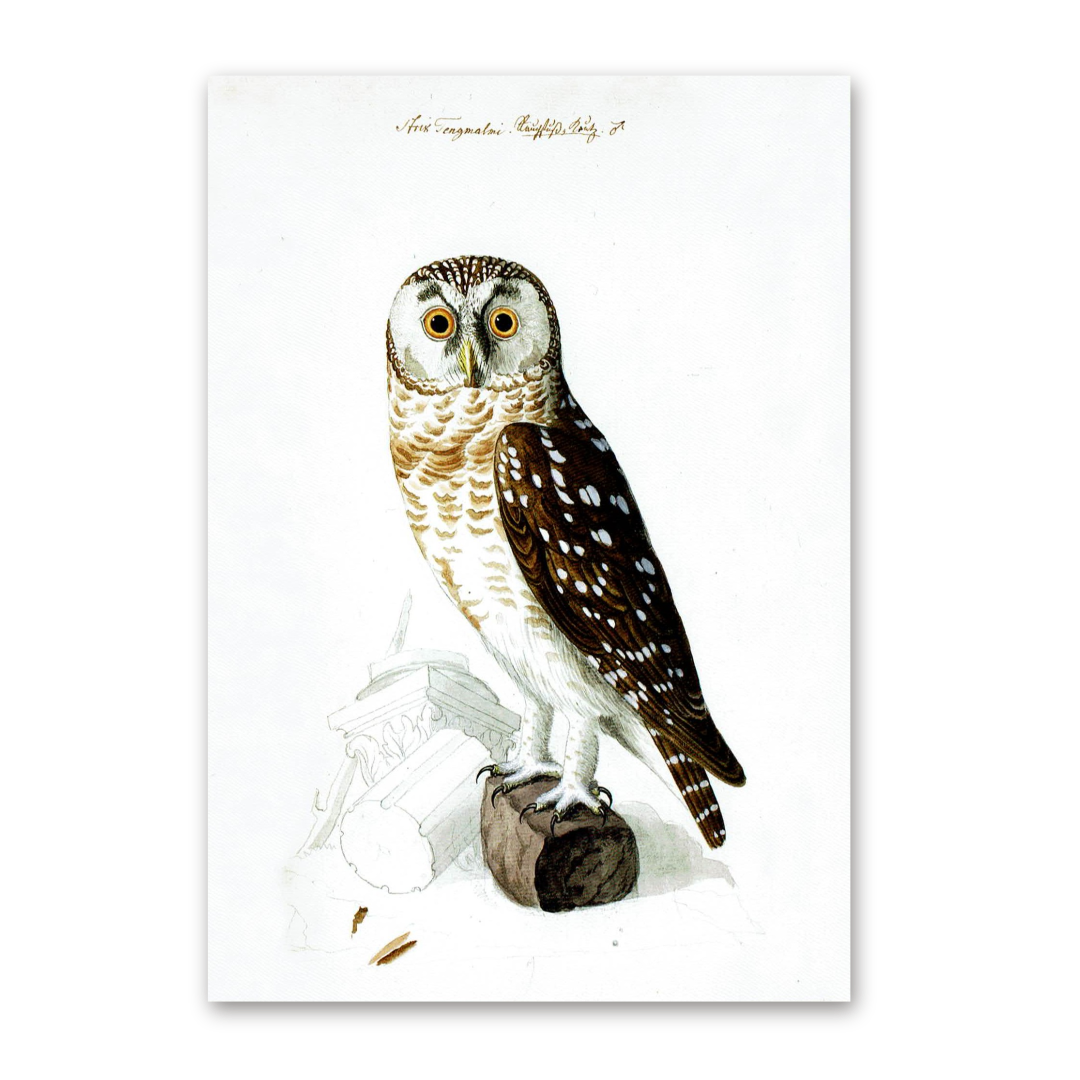 Postcard Owls, Johann Friedrich Naumann