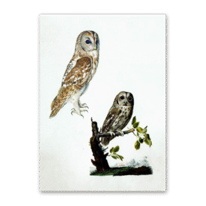 Postcard Owls, Johann Friedrich Naumann