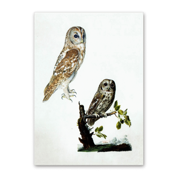 Postcard Owls, Johann Friedrich Naumann