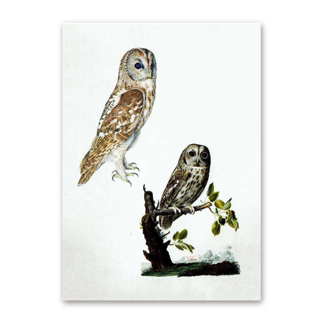 Postcard Owls, Johann Friedrich Naumann