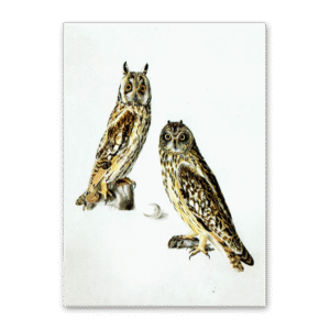 Postcard Owls, Johann Friedrich Naumann