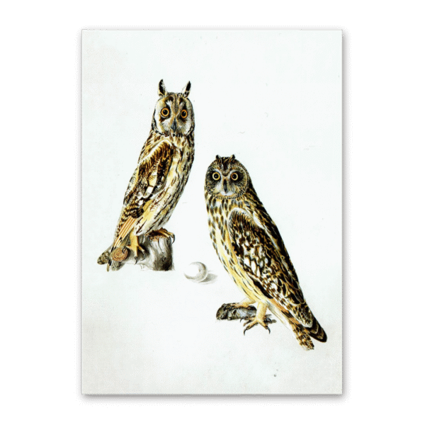 Postcard Owls, Johann Friedrich Naumann
