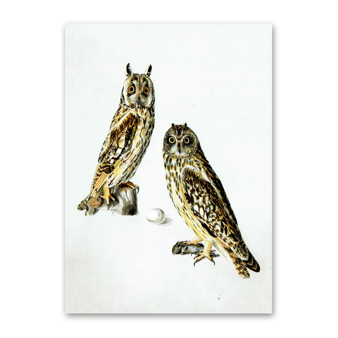 Postcard Owls, Johann Friedrich Naumann