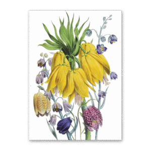 Postcard The Ladies Flower Garden