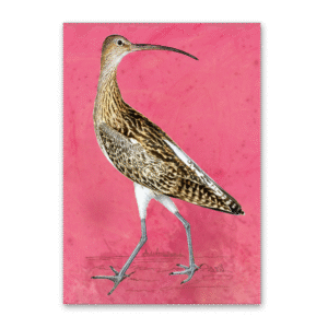 Postcard Vögel Mitteleuropas, Johann Friedrich Naumann