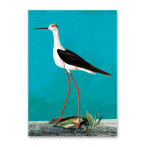 Postcard Vögel Mitteleuropas, Johann Friedrich Naumann