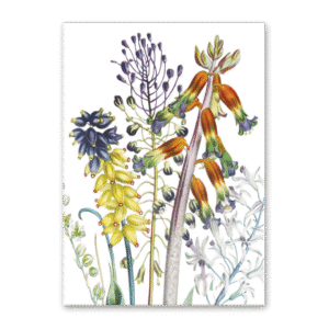 Postcard The Ladies Flower Garden