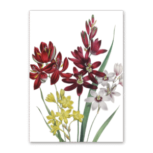 Postcard The Ladies Flower Garden