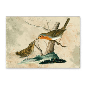 Postcard Vögel Mitteleuropas, Johann Friedrich Naumann