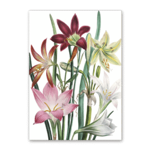 Postcard The Ladies Flower Garden