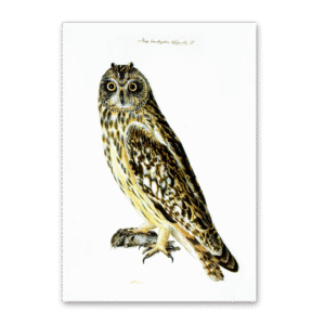 Postcard Owls, Johann Friedrich Naumann