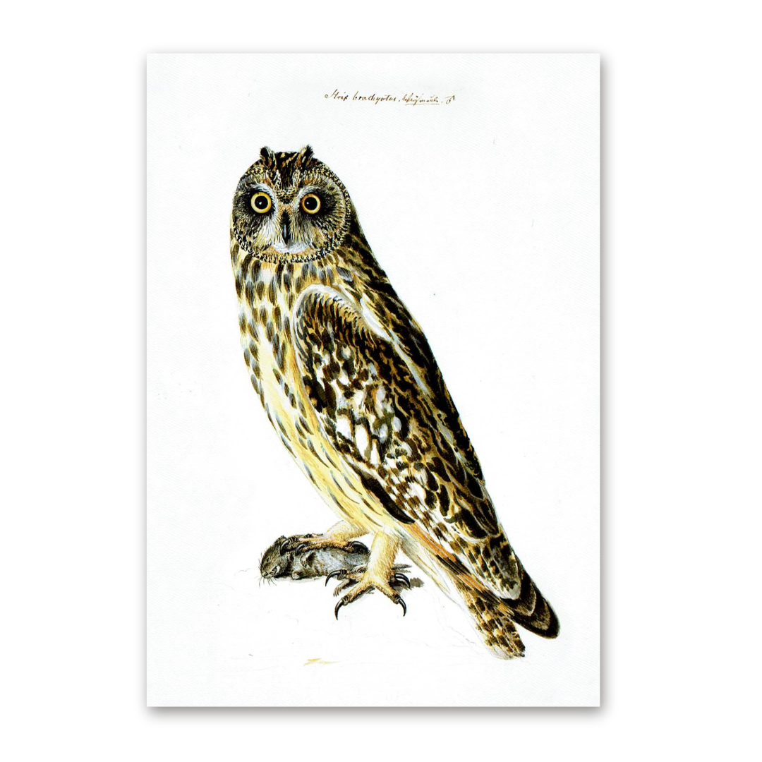 Postcard Owls, Johann Friedrich Naumann