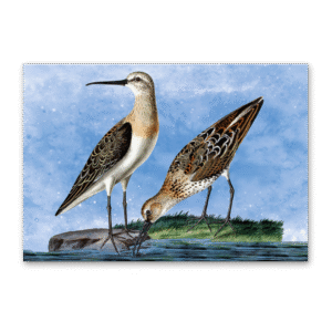 Postcard Vögel Mitteleuropas, Johann Friedrich Naumann