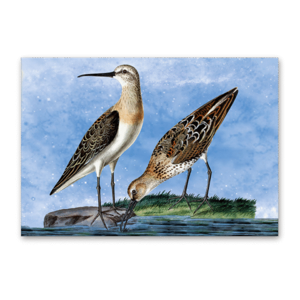 Postcard Vögel Mitteleuropas, Johann Friedrich Naumann