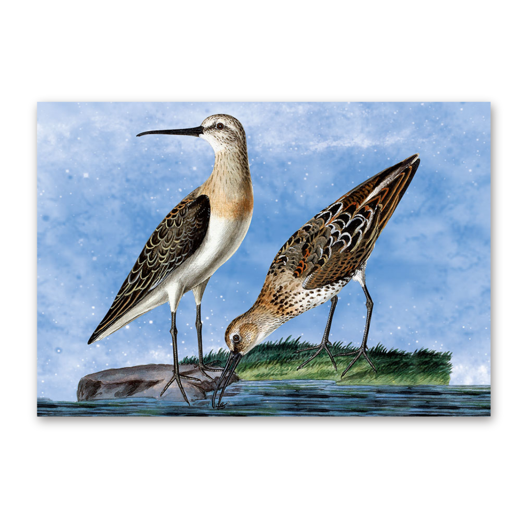 Postcard Vögel Mitteleuropas, Johann Friedrich Naumann